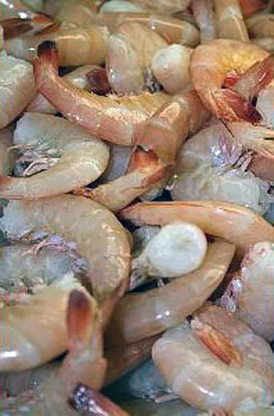 10-15-shell-on-white-shrimp-dixon-fisheries 10-15 Shell-on White Shrimp - Dixon Fisheries
