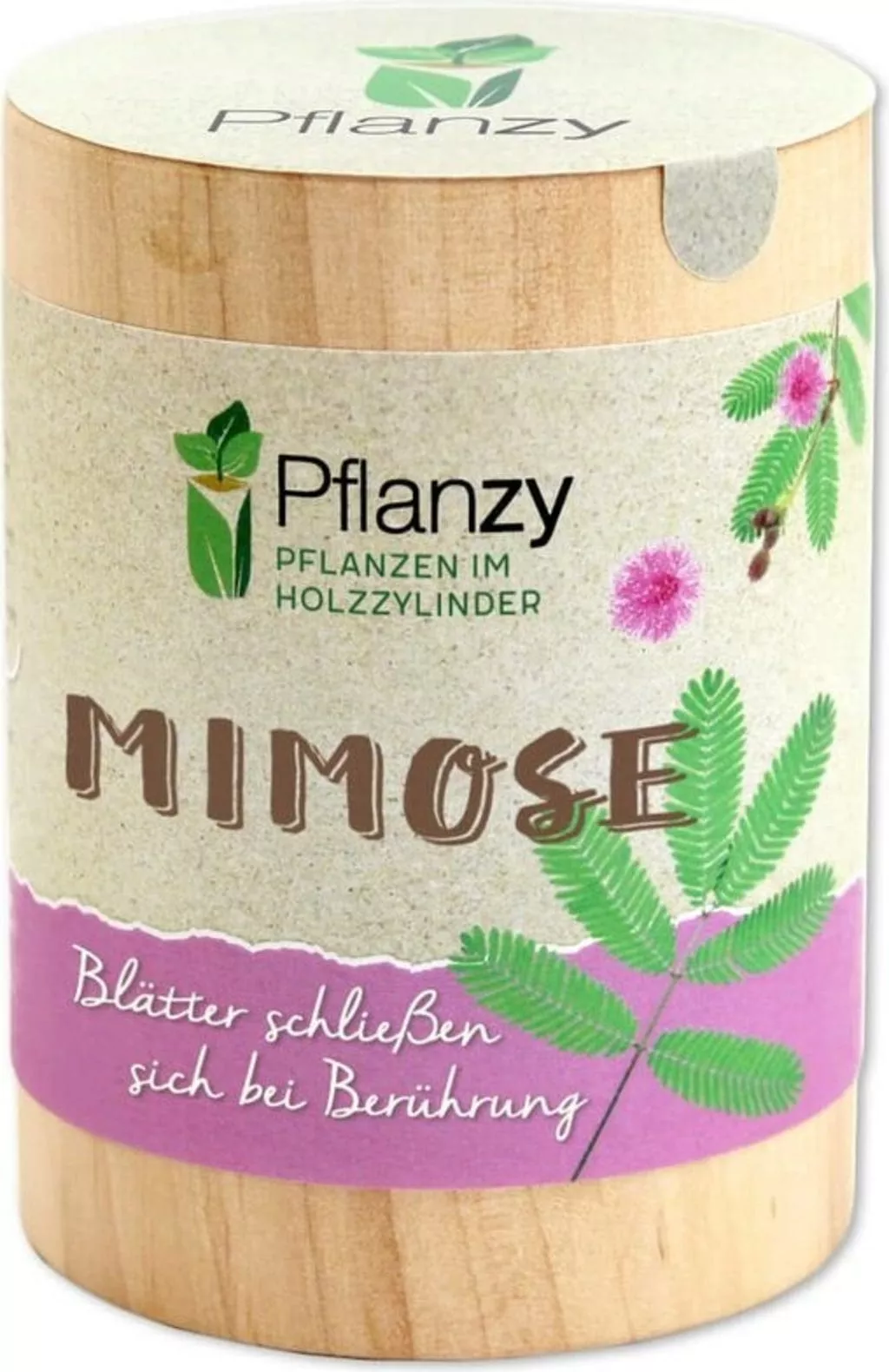mimosa-pflanzy-1-pc "Mimosa" Pflanzy 1 pc